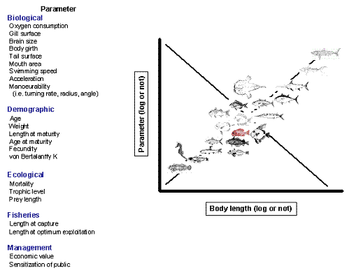 Relationship between length and other parameters in fishes