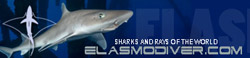 ELASMODIVER