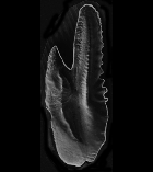 AMSIR_o4.gif
