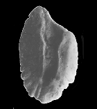 CYPOL_o1.gif