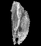 PTVOL_o1.gif