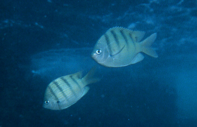 Abudefduf abdominalis