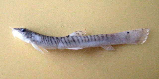 Aborichthys kempi