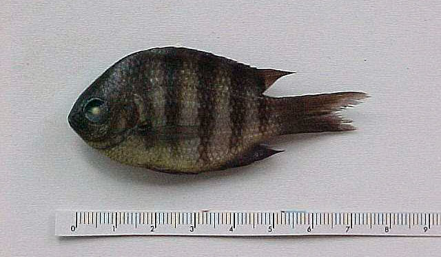 Abudefduf saxatilis