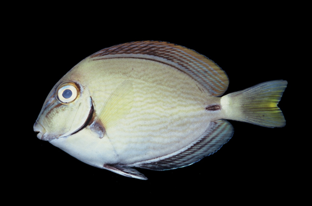 Acanthurus bahianus