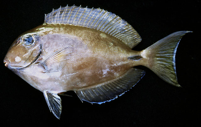 Acanthurus bahianus