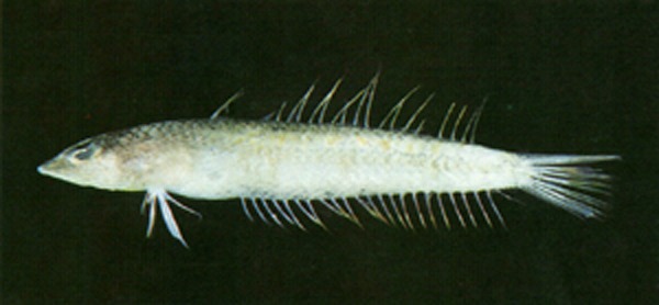 Acanthaphritis barbata