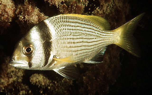 Acanthopagrus bifasciatus