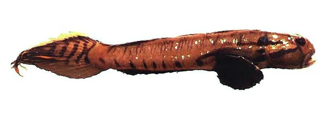 Acbif_u7.jpg
