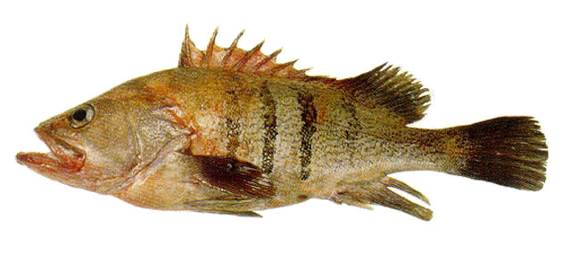 Acanthistius patachonicus