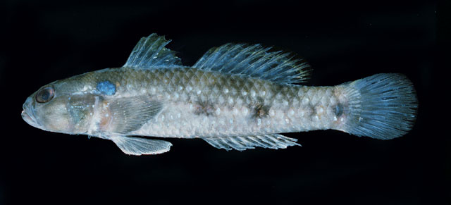 Accan_u0.jpg