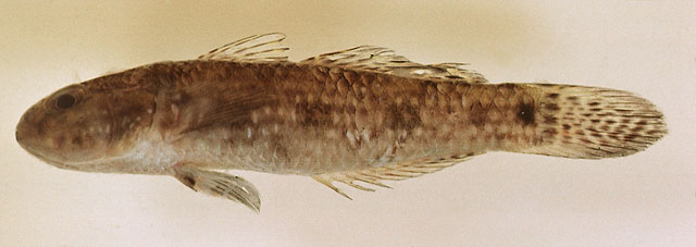 Accan_u1.jpg