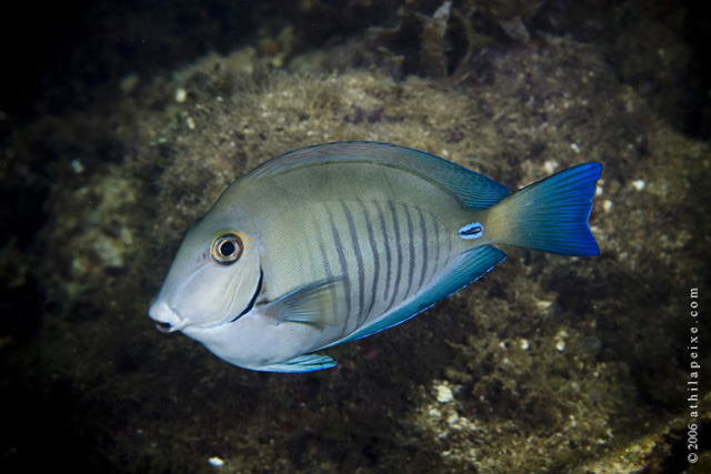 Acanthurus chirurgus