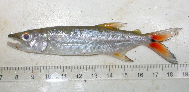 Acestrorhynchus falcatus