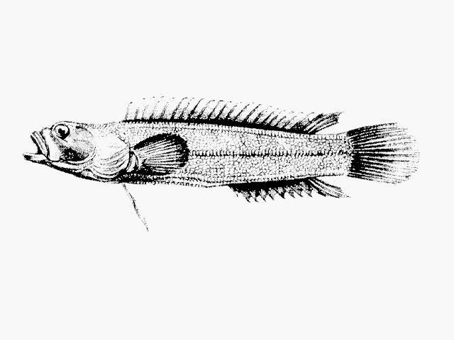 Acanthoclinus fuscus
