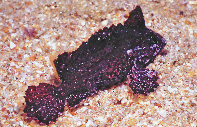 Acanthosphex leurynnis