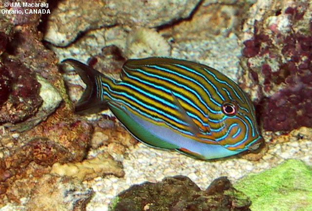 Acanthurus lineatus