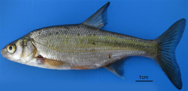 Acanthobrama marmid