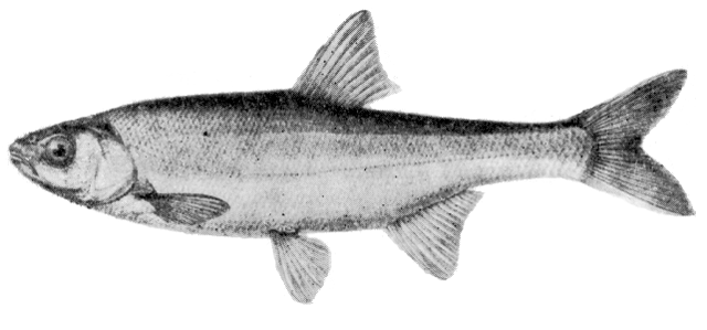 Acanthobrama microlepis