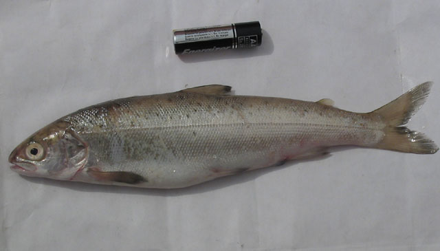 Salmo ohridanus