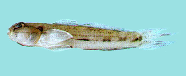 Acpfl_u0.jpg