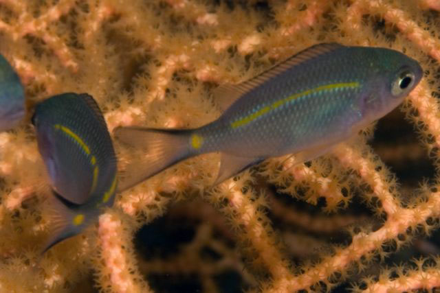 Acanthochromis polyacanthus