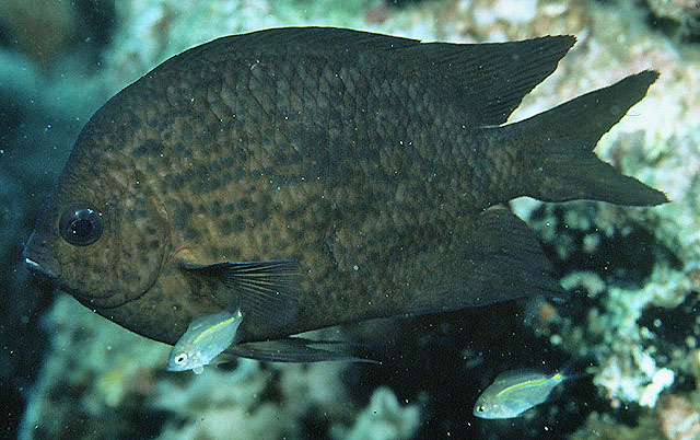 Acanthochromis polyacanthus