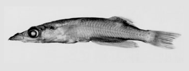 Adrianichthys kruyti