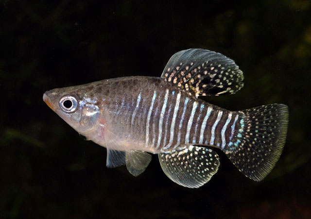 Fundulus xenicus