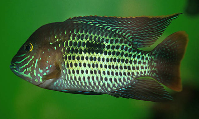 Andinoacara rivulatus