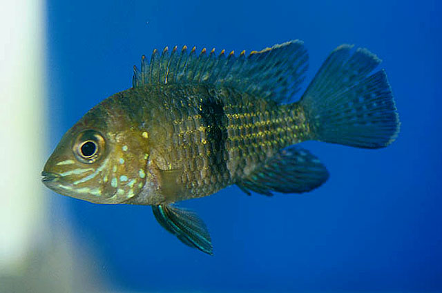 Andinoacara rivulatus