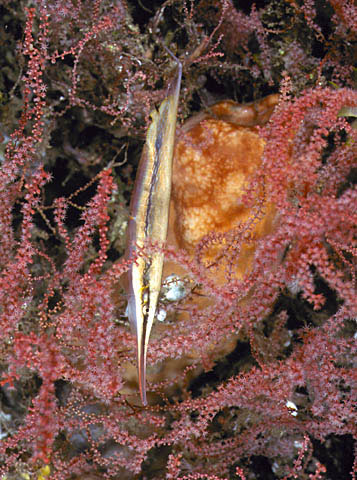 Aeoliscus strigatus