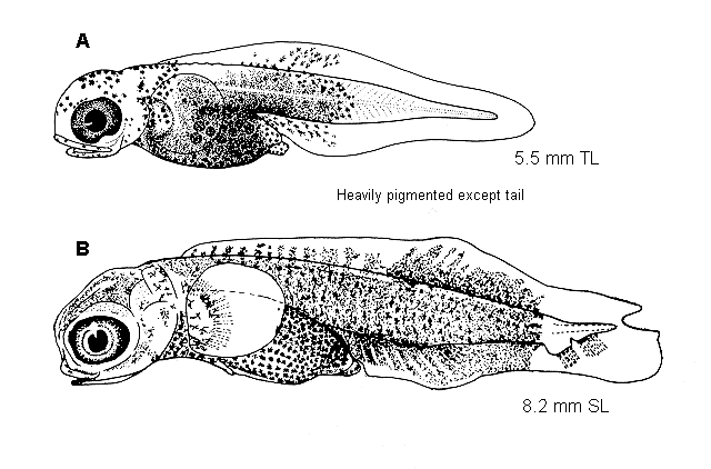 Agonomalus mozinoi