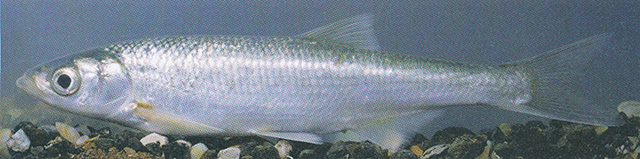 Alburnus chalcoides