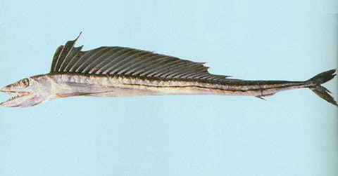 Alepisaurus ferox