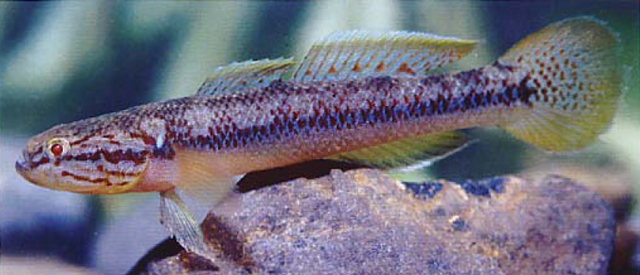 Allomogurnda nesolepis