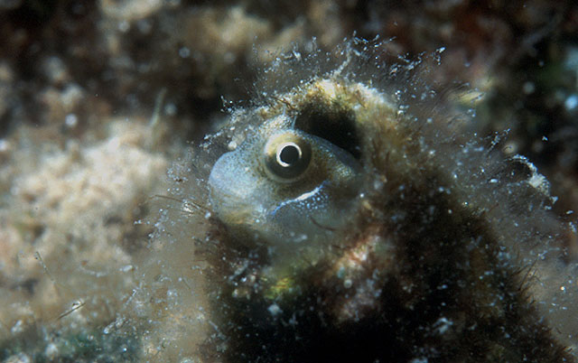 Alloblennius pictus