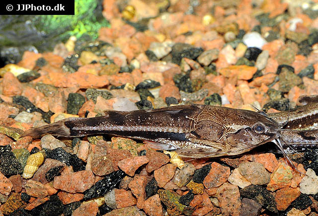 Amblydoras nauticus