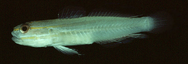 Amblygobius nocturnus