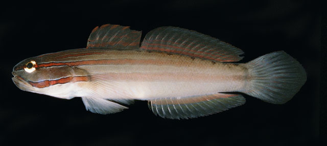 Amblygobius nocturnus