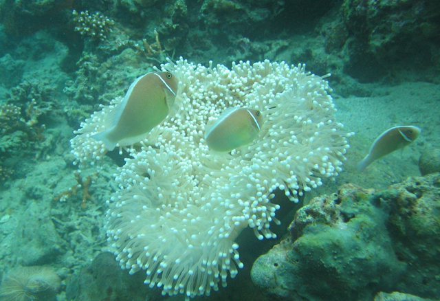 Amphiprion perideraion