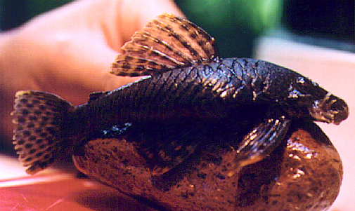 Ancistrus brevipinnis