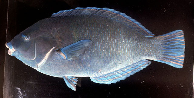 Anampses caeruleopunctatus