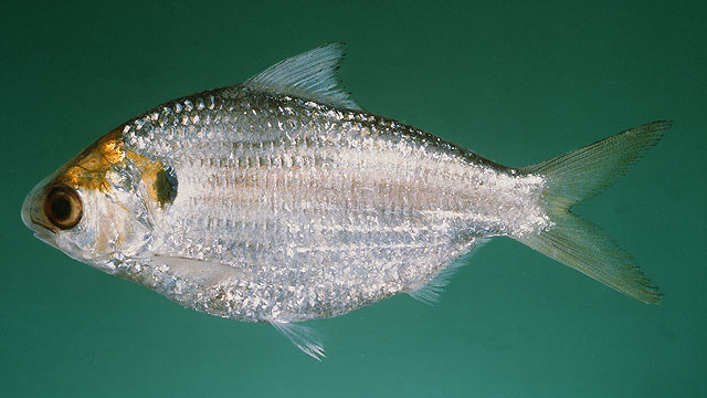 Anodontostoma chacunda