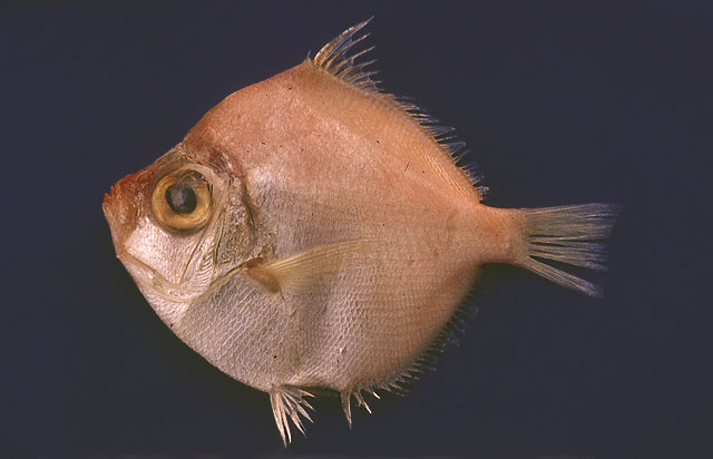 Antigonia combatia