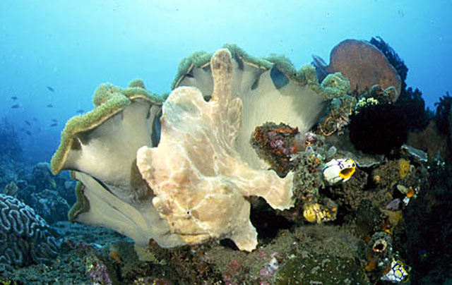Antennarius commerson
