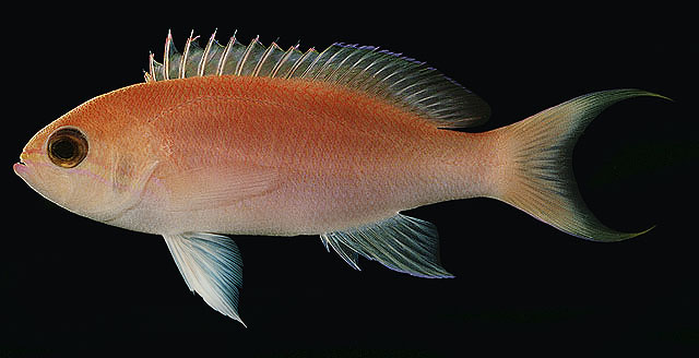 Pseudanthias lunulatus