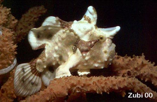 Antennarius maculatus