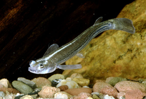 Anableps microlepis