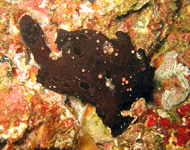 Antennarius multiocellatus